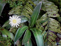 Celmisia verbascifolia