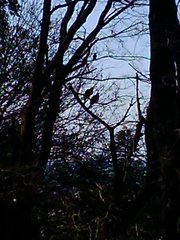 Hemiphaga novaeseelandiae