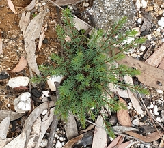 Gompholobium uncinatum