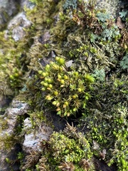 Orthotrichum ohioense