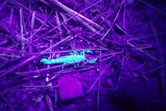 Superstitionia donensis