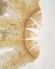 Orthotrichum ohioense