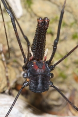 Forsteropsalis inconstans