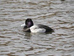 Aythya affinis