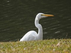 Ardea alba