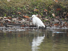 Egretta thula
