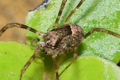 Forsteropsalis inconstans