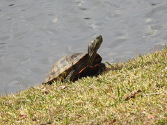 Trachemys scripta elegans