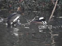 Lophodytes cucullatus