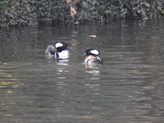 Lophodytes cucullatus