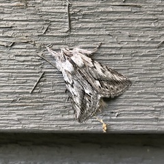 Pleromelloida cinerea