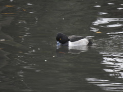 Aythya collaris