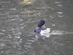 Aythya collaris