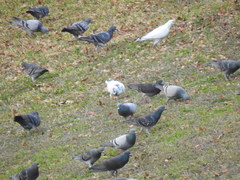 Columba livia domestica