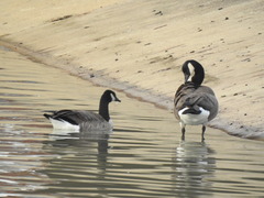 Branta canadensis