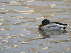 Anas platyrhynchos