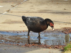 Cairina moschata domestica