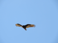 Cathartes aura