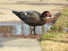Cairina moschata domestica
