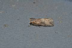 Epipsestis nikkoensis