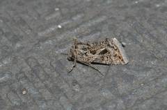 Thysanoplusia daubei