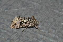 Ctenoplusia ichinosei