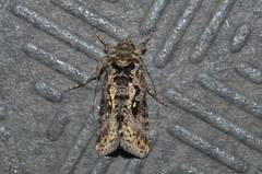 Ctenoplusia ichinosei