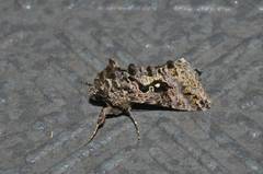 Ctenoplusia ichinosei