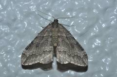 Operophtera relegata