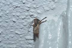 Pterolophia annulata