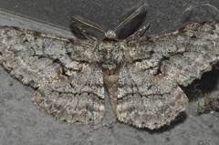 Megabiston plumosaria