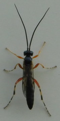 Ichneumonidae