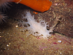 Dendronotus lacteus