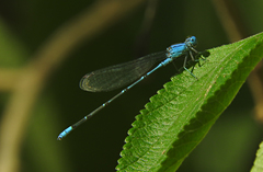 Pseudagrion cingillum