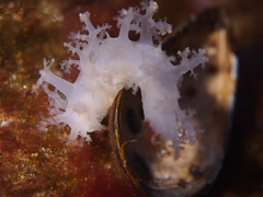 Dendronotus lacteus