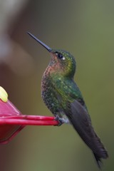 Glowing Puffleg photo 2