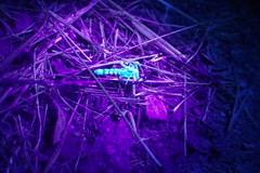 Superstitionia donensis