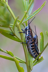 Monistria pustulifera