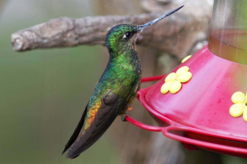 Golden-Bellied Starfrontlet