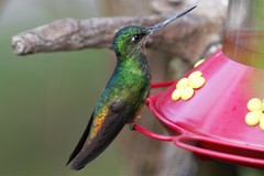 Golden-Bellied Starfrontlet photo 1