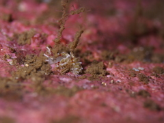 Rubramoena rubescens