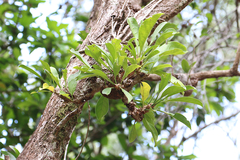 Myrmecodia tuberosa