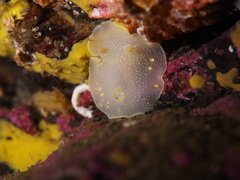 Cadlina laevis