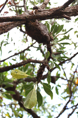 Myrmecodia tuberosa