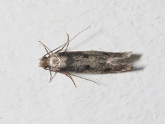 Niditinea fuscella