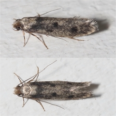 Niditinea fuscella