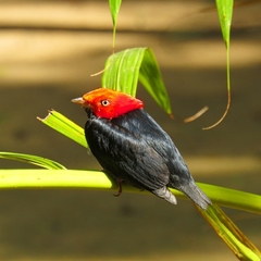 Ceratopipra rubrocapilla