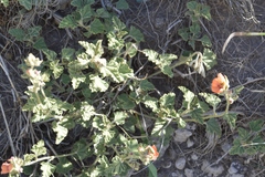 Sphaeralcea cordobensis