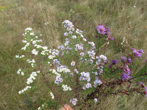 Symphyotrichum — photo 1