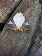 Eulepidotis argyritis